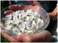 /album/fotogaleria-inicio/flores-de-bach-jpg/