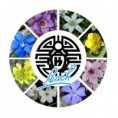 /album/fotogaleria-inicio/flores-de-bach-187728-t0-jpg/